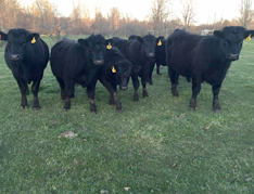 Canton MI's Preferred Organic Beef Suppliers - Judd Organic Angus Farms - cattle