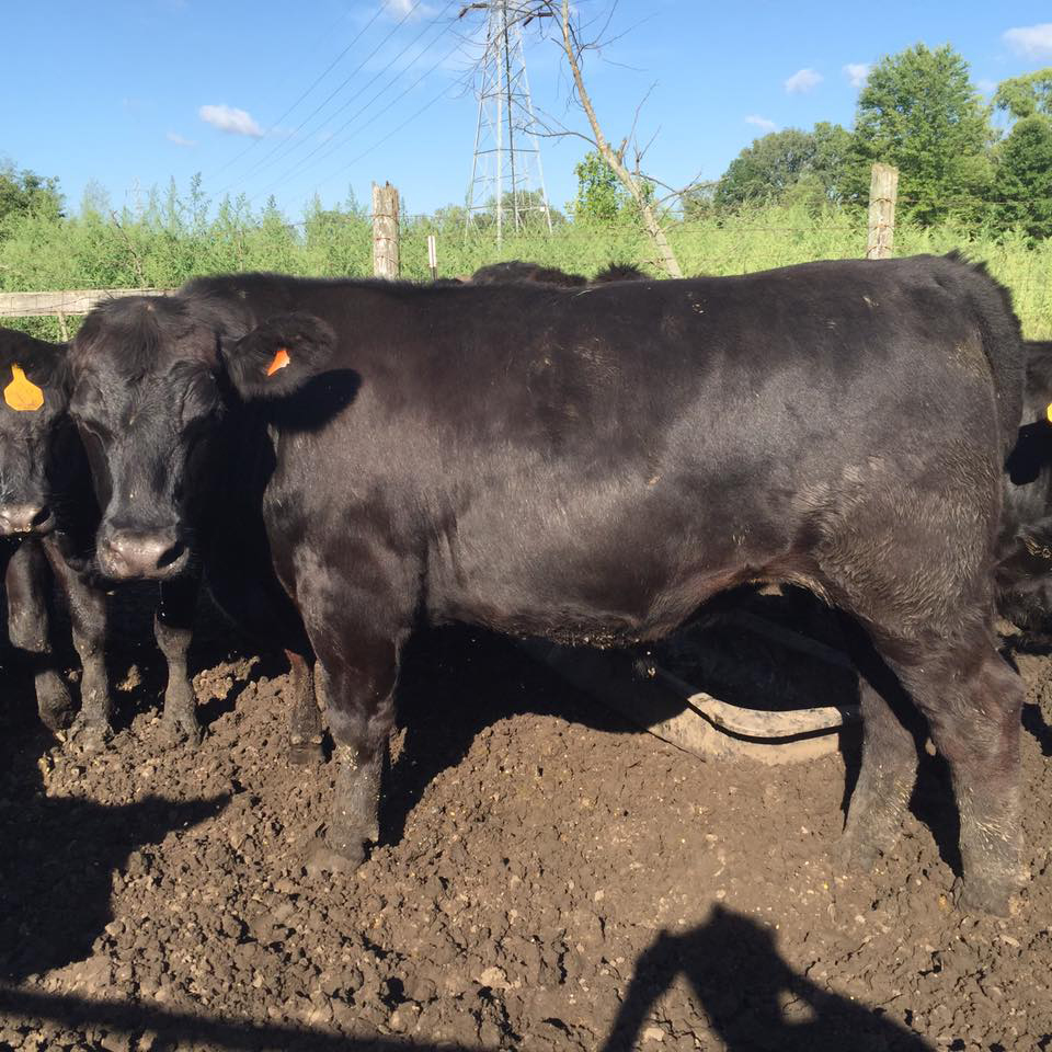 Our Available Cows - Judd Organic Angus Farms | Natural Beef Suppliers Belleville MI - cow1